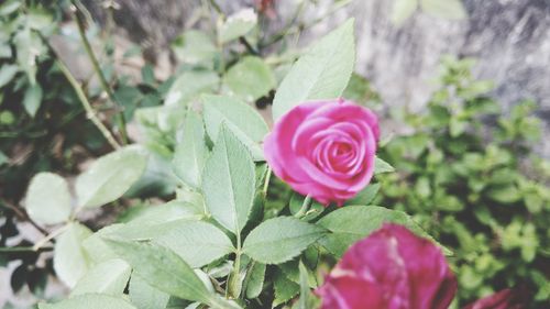 Close-up of pink rose