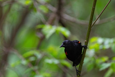 Black bird perching on a tree