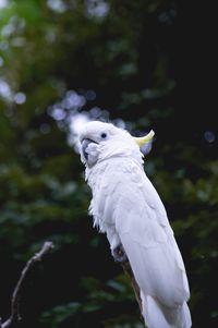 Close-up of bird against trees