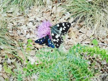 Butterfly on leaf