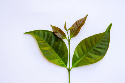 Close-up of plant against white background