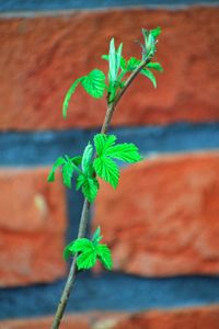 Close-up of plant against wall