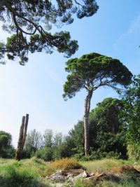 Low angle view of trees on field against sky