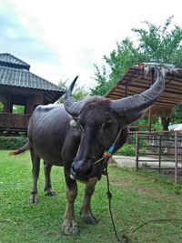 View of a horse on field