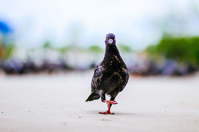 Close-up of pigeon