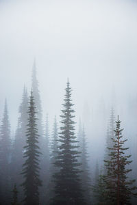 Trees in forest during foggy weather