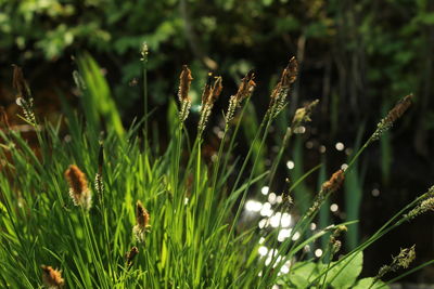 Close-up of plants growing on field