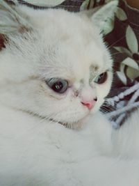 Close-up portrait of a cat