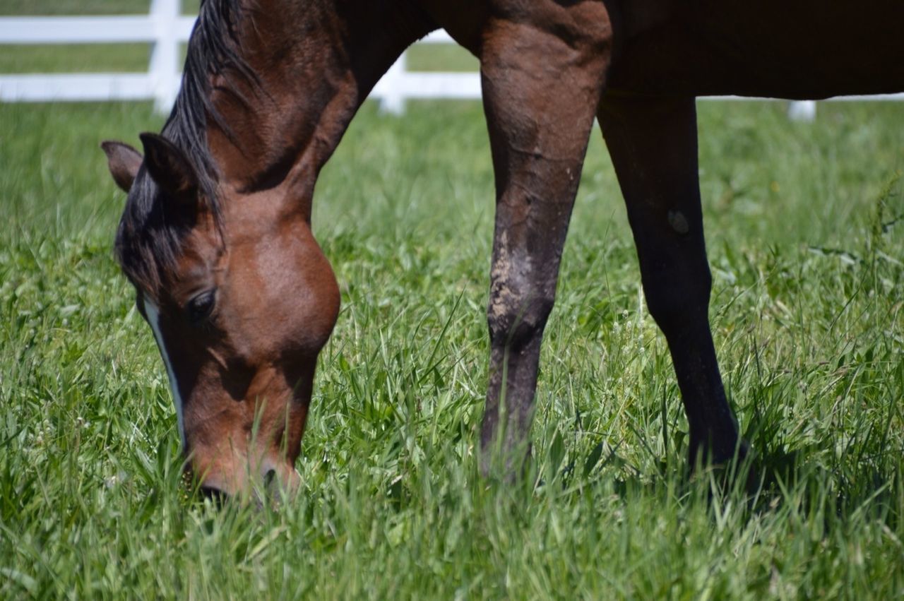 animal themes, grass, mammal, one animal, domestic animals, field, horse, grassy, standing, low section, focus on foreground, part of, one person, day, side view, nature, outdoors, selective focus, livestock, two animals