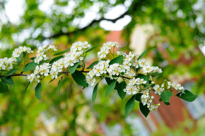 Close-up of white flowering plant