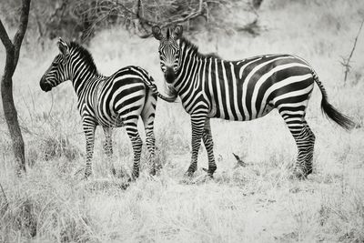 Zebra on landscape