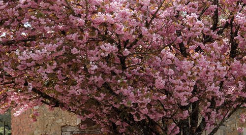 Pink flowers blooming on tree