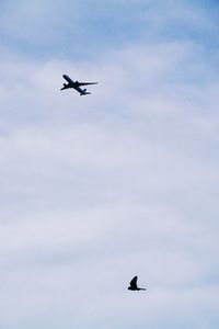 Low angle view of bird flying in sky