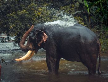 View of elephant in water