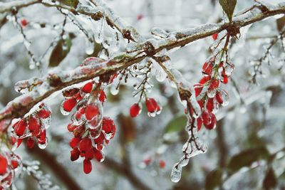 Close-up of frozen tree during winter