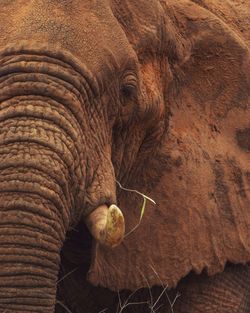Portrait of an african elephant - loxodonta africana, at samburu national reserve, kenya