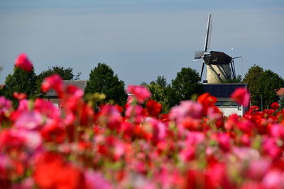 Red flowering plants against blue sky