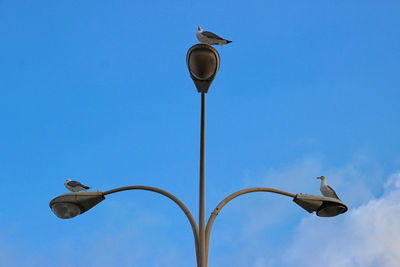 Low angle view of street light with seagulls