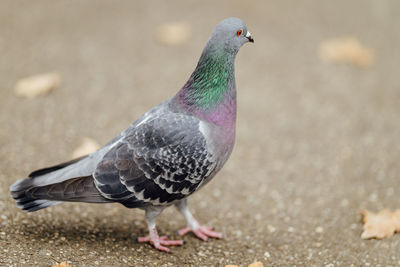 Close-up of pigeon