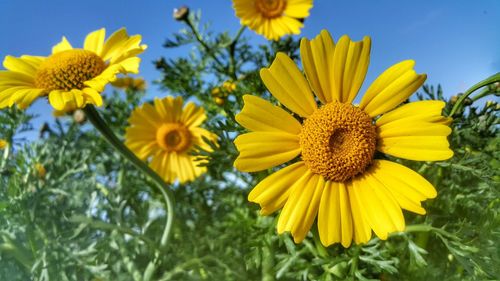 Close-up of yellow flowers blooming against sky