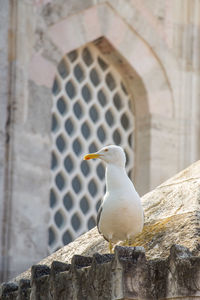 Low angle view of seagull perching on wall