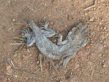 High angle view of lizard on land
