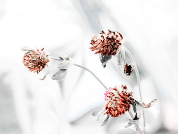 Close-up of wilted flowers on plant