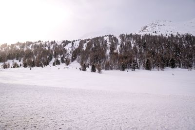 Trees on snow covered land against sky