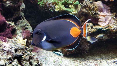 Close-up of fish in sea