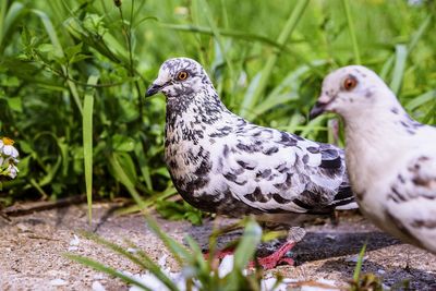 Close-up of dove looking away