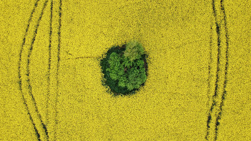 High angle view of yellow leaf on field