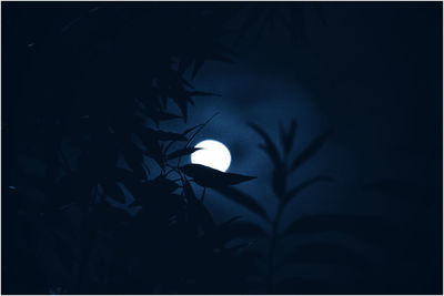 Low angle view of trees at night