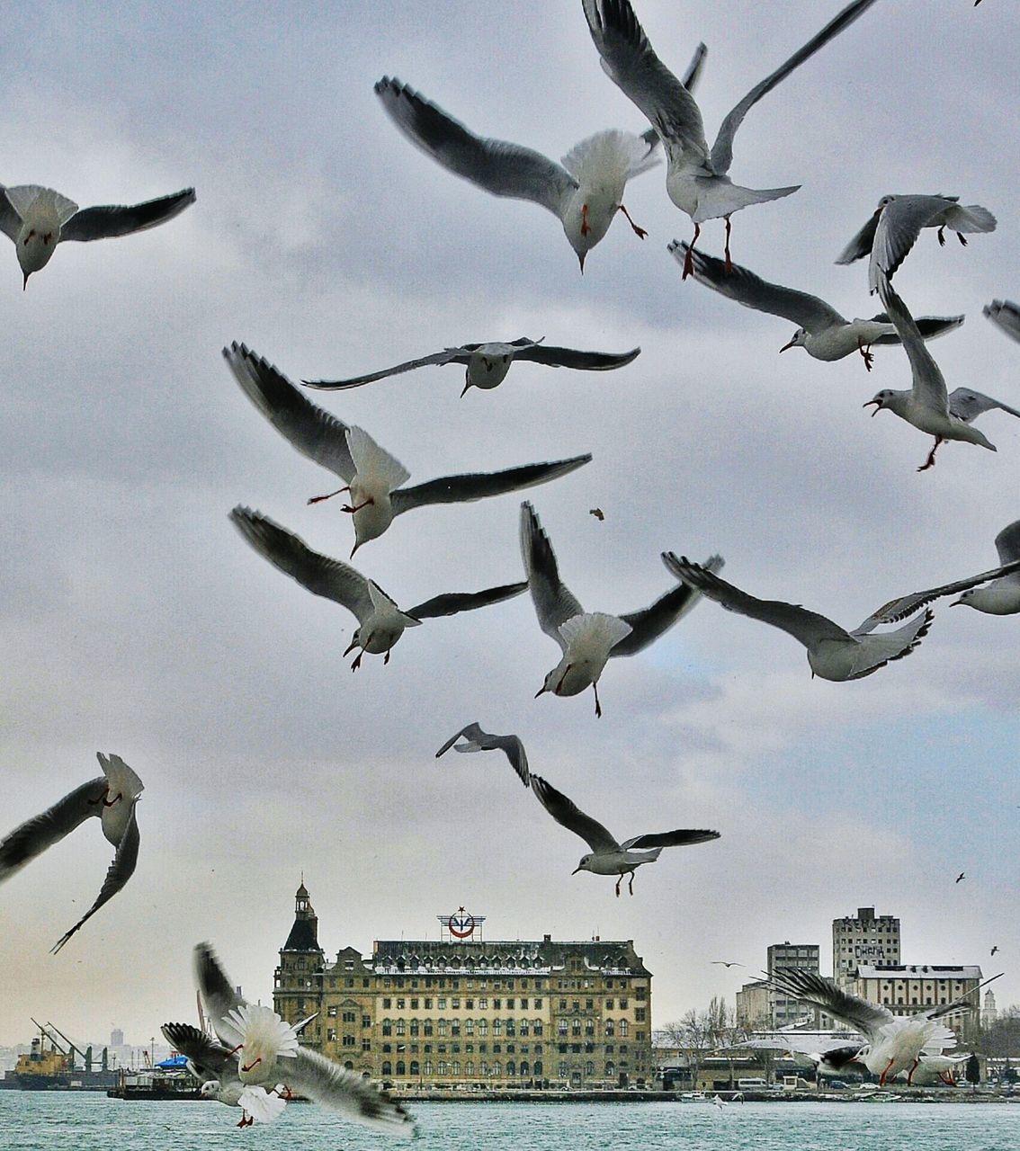 bird, flying, animals in the wild, animal themes, spread wings, wildlife, seagull, architecture, water, building exterior, built structure, mid-air, sky, city, waterfront, sea, flock of birds, river, medium group of animals