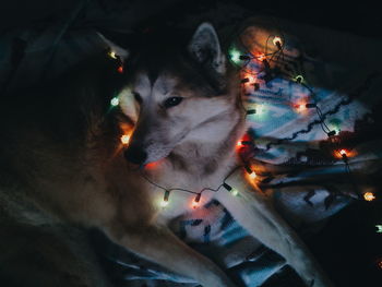 Cat looking at night