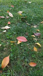 Maple leaves on grassy field