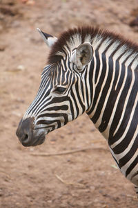 Close up shot of zebra head