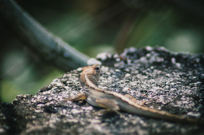 Close-up of lizard on rock