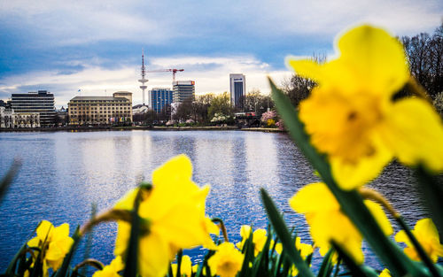 Flowers growing in a park