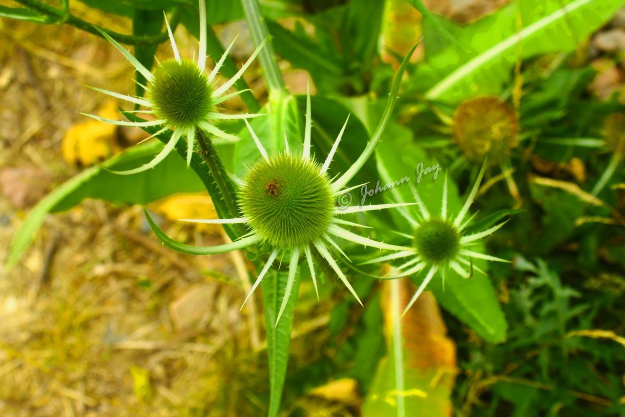 CLOSE-UP OF WILDFLOWERS