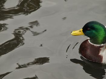 Close-up of duck swimming in water