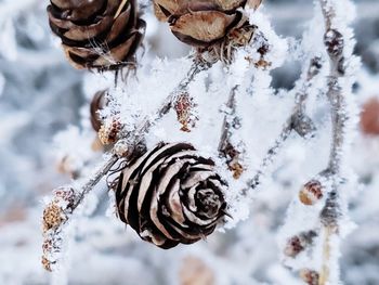 Close-up of snow covered pine cones