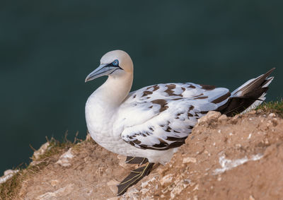 Close-up of bird perching on a rock