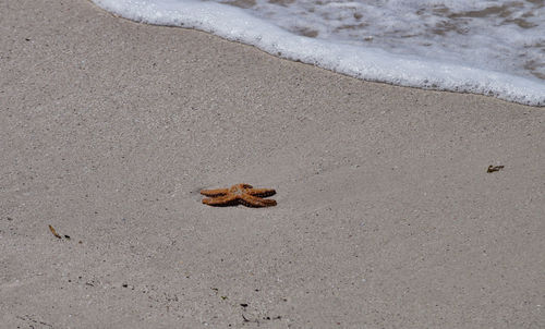 High angle view of crab on beach