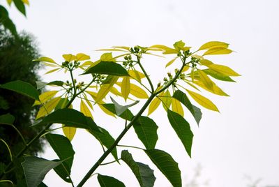 Low angle view of yellow plant against clear sky