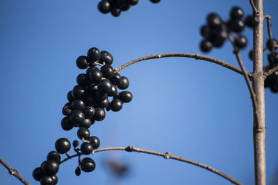 Low angle view of berries against clear blue sky