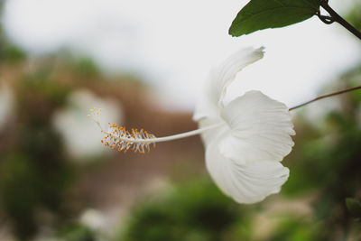 Close-up of white hibiscus flower