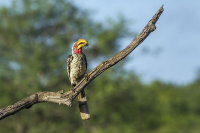 Bird perching on a branch