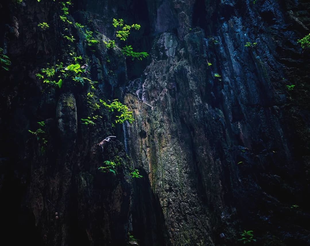 plant, tree, no people, growth, forest, land, nature, beauty in nature, tree trunk, trunk, tranquility, outdoors, day, rock, moss, green color, scenics - nature, tranquil scene, rock - object, rock formation, rainforest