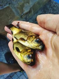 Cropped hand holding fishes