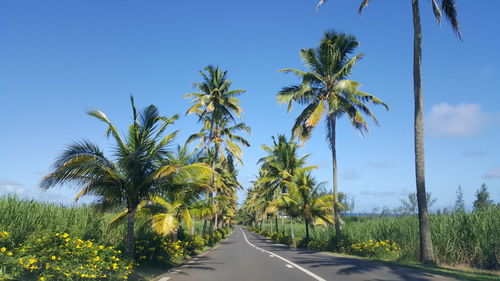 Mauritius road